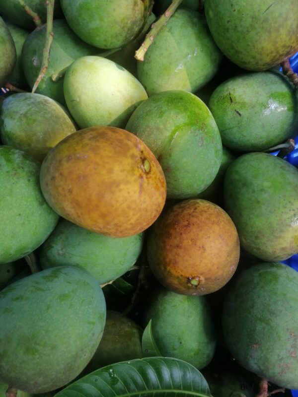 হিমসাগর আম
